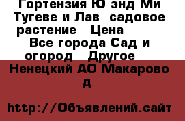 Гортензия Ю энд Ми Тугеве и Лав, садовое растение › Цена ­ 550 - Все города Сад и огород » Другое   . Ненецкий АО,Макарово д.